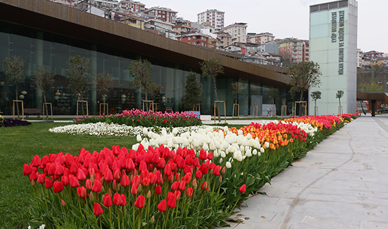 Eyüp'te Lale Mevsimi Eyüp'te Lale Mevsimi