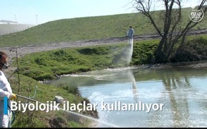 Haşereyle mücadelede larva ilaçlamaları başladı Haşereyle mücadelede larva ilaçlamaları başladı