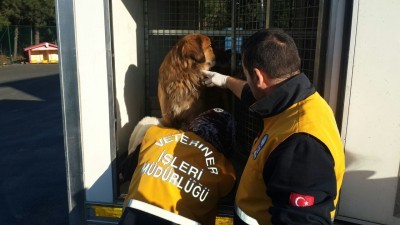 Hayvan dostlarımız sağlık kontrollerinden geçiriliyor