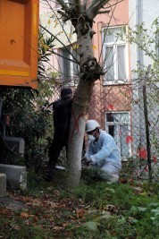 Turunçgil uzun antenli böceklerle mücadele çalışması Turunçgil uzun antenli böceklerle mücadele çalışması
