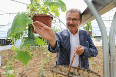 Odayeri'ndeki serada ilk hasat yapıldı Odayeri'ndeki serada ilk hasat yapıldı