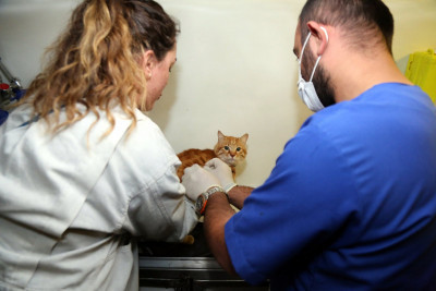 Eyüpsultan'da Kasım Ayında Patili Dostlar İçin Yoğun Çalışma