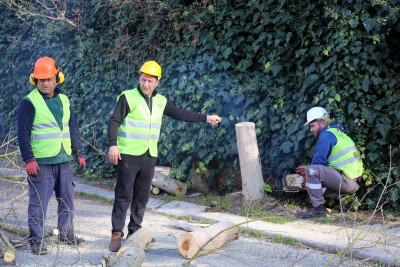 Turunçgil Uzun Antenli Böceği ile mücadele devam ediyor