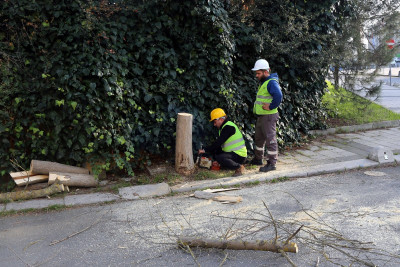 Turunçgil Uzun Antenli Böceği ile mücadele devam ediyor