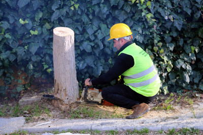 Turunçgil Uzun Antenli Böceği ile mücadele devam ediyor