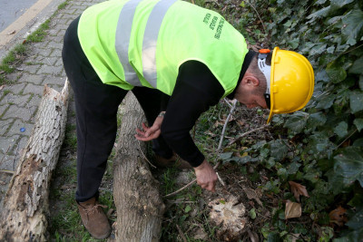 Turunçgil Uzun Antenli Böceği ile mücadele devam ediyor