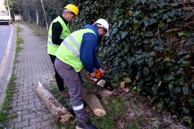 Turunçgil Uzun Antenli Böceği ile mücadele devam ediyor