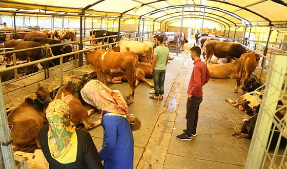 Kurban Bayramı Hazırlıkları Başladı Kurban Bayramı Hazırlıkları Başladı