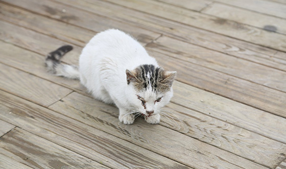 Hasta Kedi Belediye'ye Sığındı Hasta Kedi Belediye'ye Sığındı