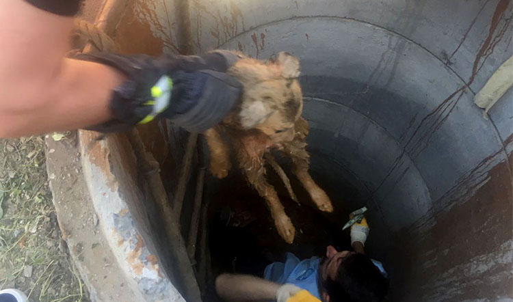 Eyüp Belediyesi ekipleri yavru köpeğin yardımına yetişti Eyüp Belediyesi ekipleri yavru köpeğin yardımına yetişti