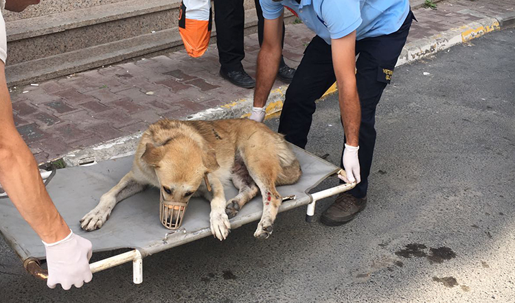 Arabanın çarptığı köpek tedavi altına alındı Arabanın çarptığı köpek tedavi altına alındı