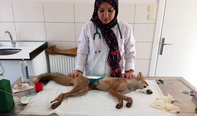Yaralı tilki tedavi altına alındı Yaralı tilki tedavi altına alındı