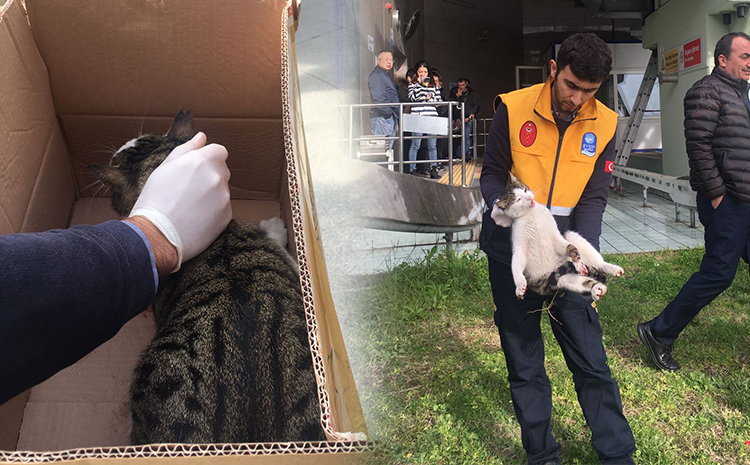 Veteriner Ekiplerimiz kedinin imdadına yetişti Veteriner Ekiplerimiz kedinin imdadına yetişti