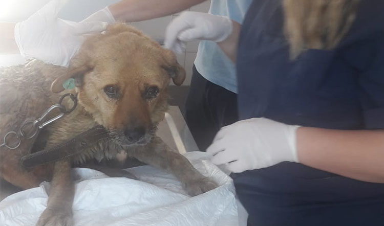 Yağmur kanalına düşen yaralı köpek kurtarıldı Yağmur kanalına düşen yaralı köpek kurtarıldı