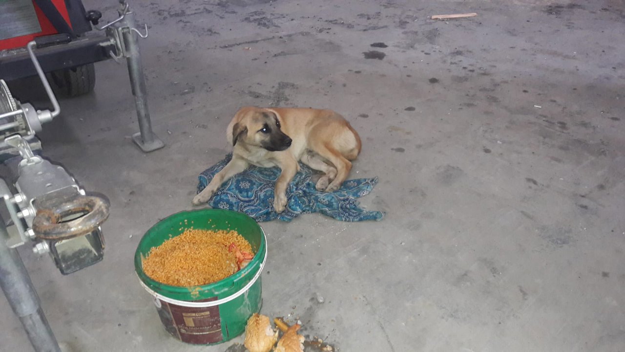 Eyüpsultan Belediyesi Veterinerlik Müdürlüğü, köpek, tedavi, Akpınar mahallesi Eyüpsultan Belediyesi Veterinerlik Müdürlüğü, köpek, tedavi, Akpınar mahallesi