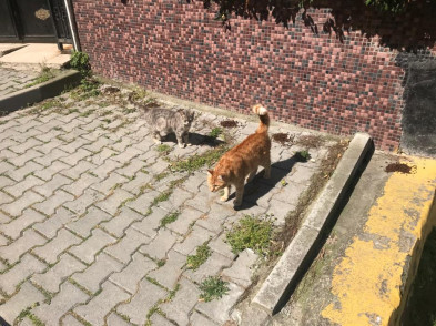Sen Evinde Kal Eyüpsultan! Minik Dostlarımız Bize Emanet Sen Evinde Kal Eyüpsultan! Minik Dostlarımız Bize Emanet