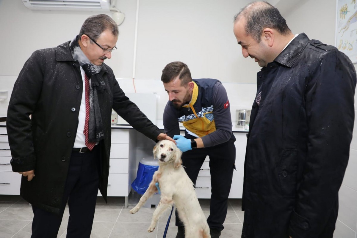 Veteriner İşleri Müdürlüğü, Sokaktaki Can Dostlarımız İçin Çalışıyor