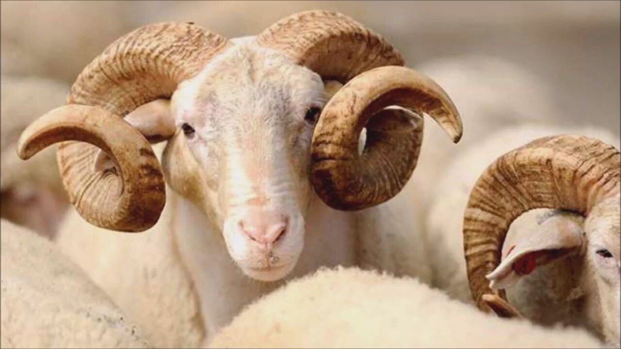 Kurban Kesimi ve Hijyen Eğitimi başlıyor Kurban Kesimi ve Hijyen Eğitimi başlıyor