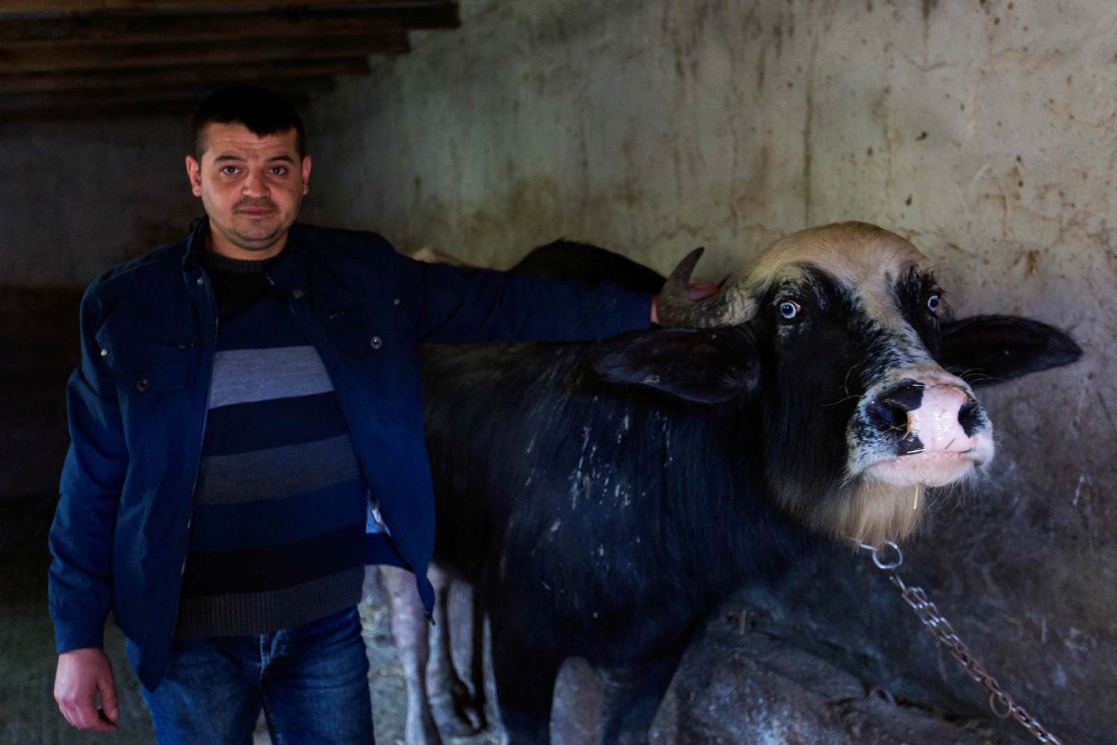 Büyükbaş ve küçükbaş hayvan yetiştiricilerine yem desteği