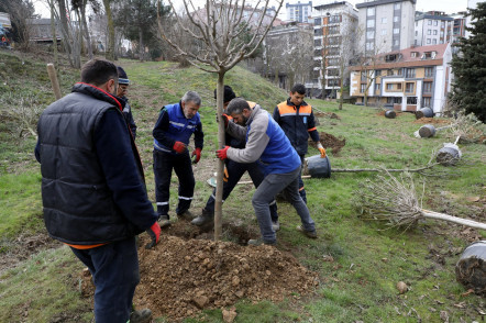 Ağaçlandırma talebi hızlıca çözüme kavuştu Ağaçlandırma talebi hızlıca çözüme kavuştu