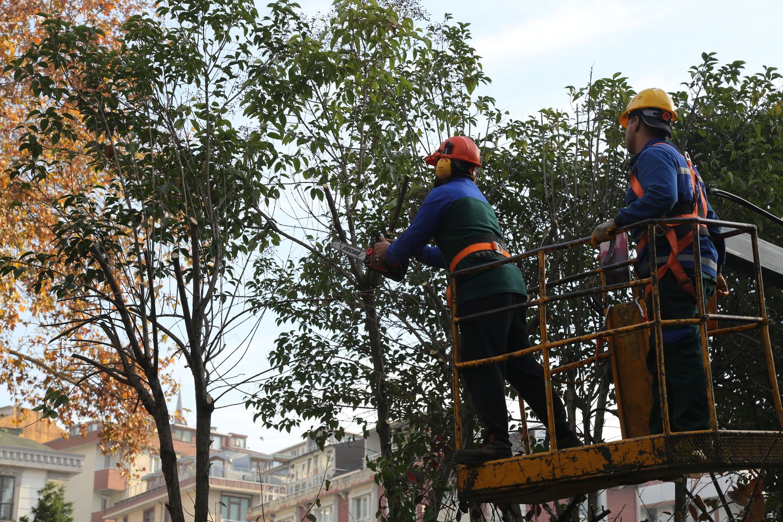 Eyüpsultan Genelinde Ağaç Budama Çalışmaları Tüm Hızıyla Sürüyor Eyüpsultan Genelinde Ağaç Budama Çalışmaları Tüm Hızıyla Sürüyor