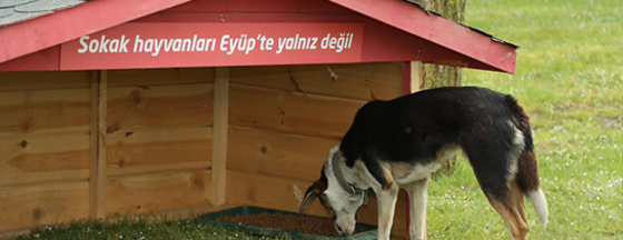Kemerburgaz'a Hayvan Kliniği Müjdesi Kemerburgaz'a Hayvan Kliniği Müjdesi