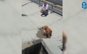 Yağmur kanalına düşen yaralı köpek kurtarıldı Yağmur kanalına düşen yaralı köpek kurtarıldı