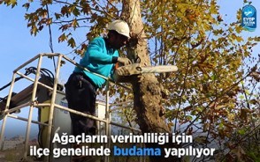 Eyüpsultan genelinde budama çalışmaları yapılıyor Eyüpsultan genelinde budama çalışmaları yapılıyor