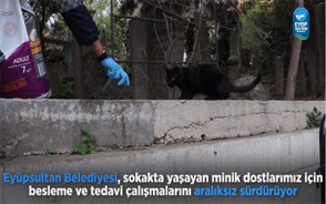 Eyüpsultan Belediyesi, sokakta yaşayan minik dostlarımız unutmuyor Eyüpsultan Belediyesi, sokakta yaşayan minik dostlarımız unutmuyor