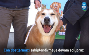 Can Dostlarımızı Sahiplendiriyoruz Can Dostlarımızı Sahiplendiriyoruz